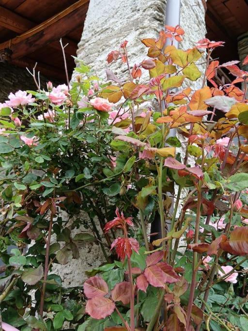Casa Delle Rose -